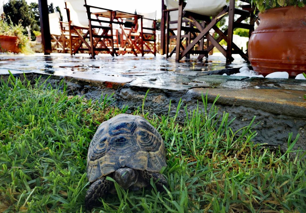 Ilios And Irene Aparthotel Mastichari  Bagian luar foto